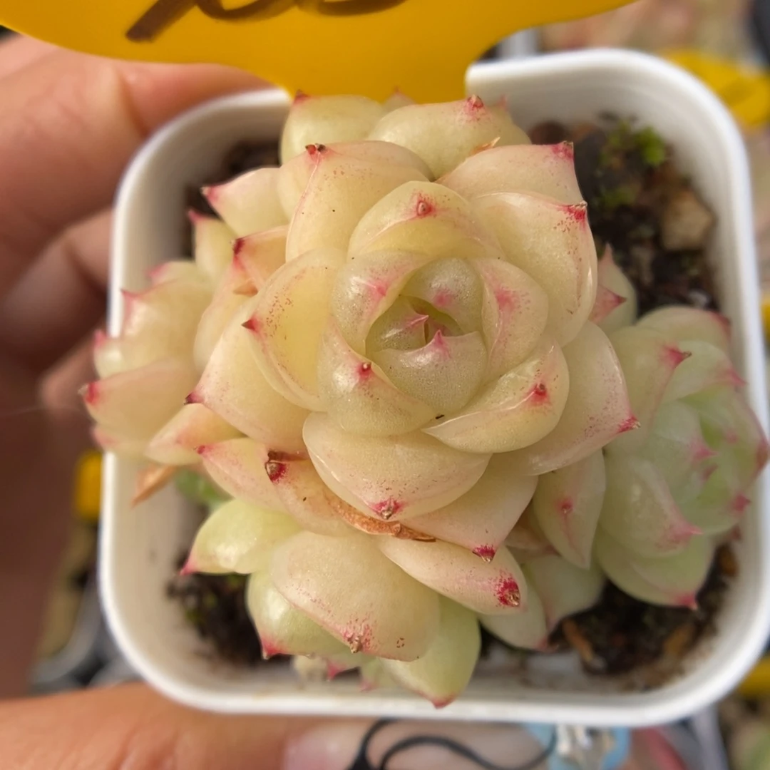 琉璃麦杆群生368号。