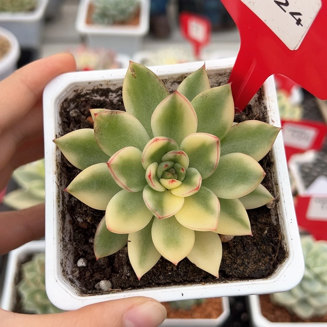 124号阿诗娜锦多肉植物