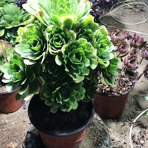 绿玫瑰多肉植物12