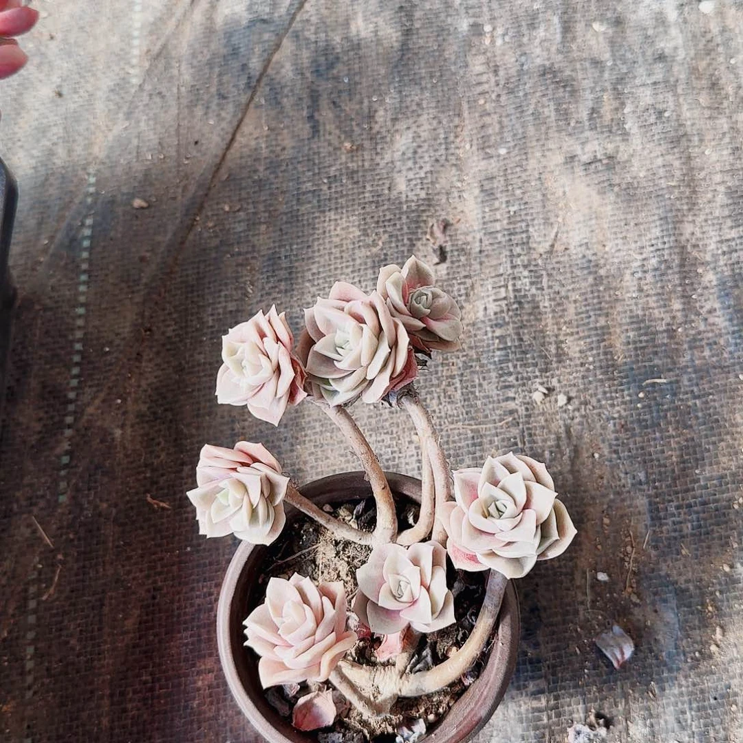 青****心哈哈哈哈哈哈哈哈哈哈