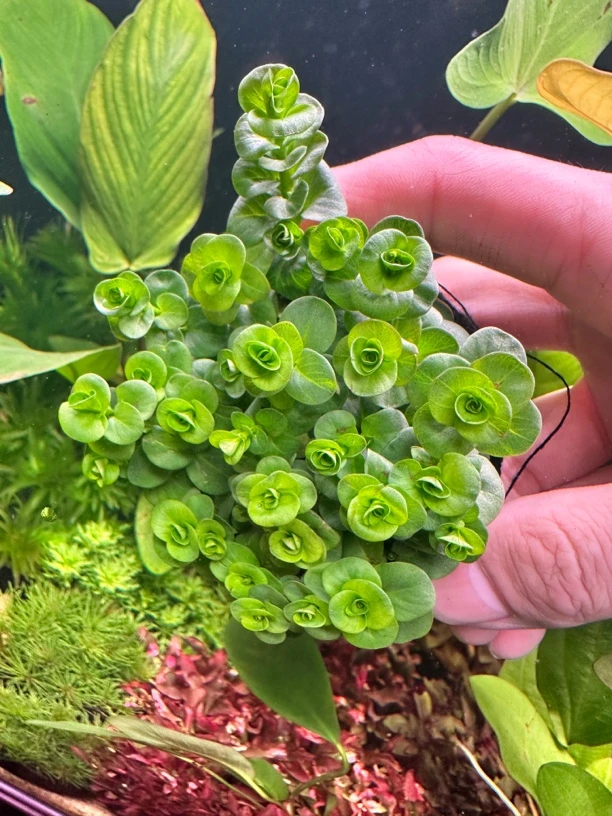 【绿金钱坨草】中景后景色水草