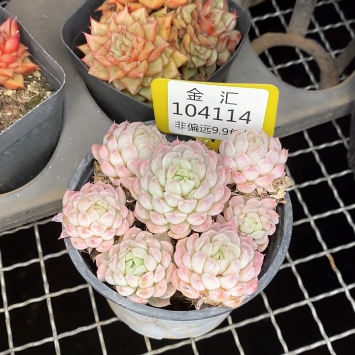 阿*.福利多多。104114