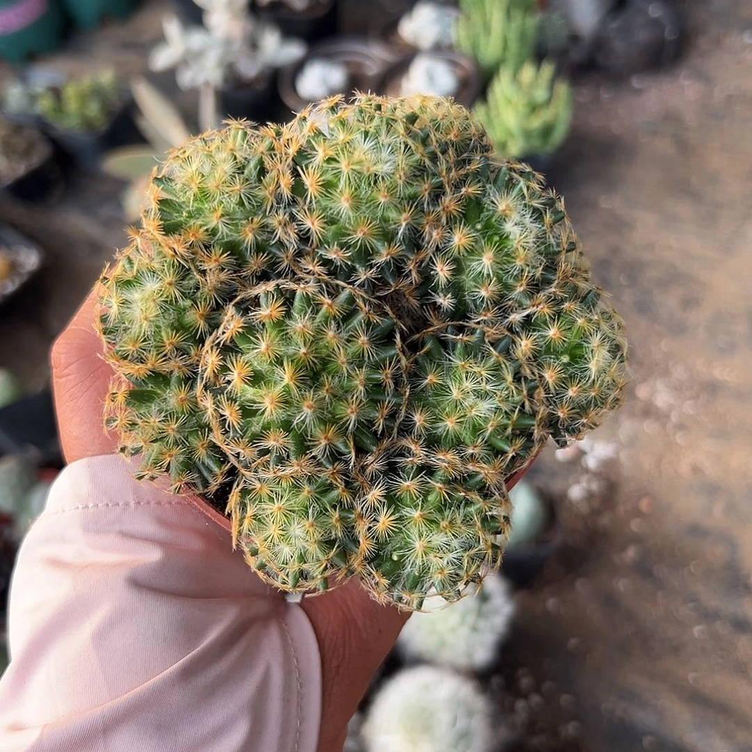 多肉植物多肉植物