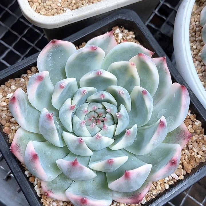 吉娃娃锦多肉植物