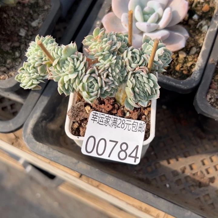 幸运的是幸运地成为一名合格