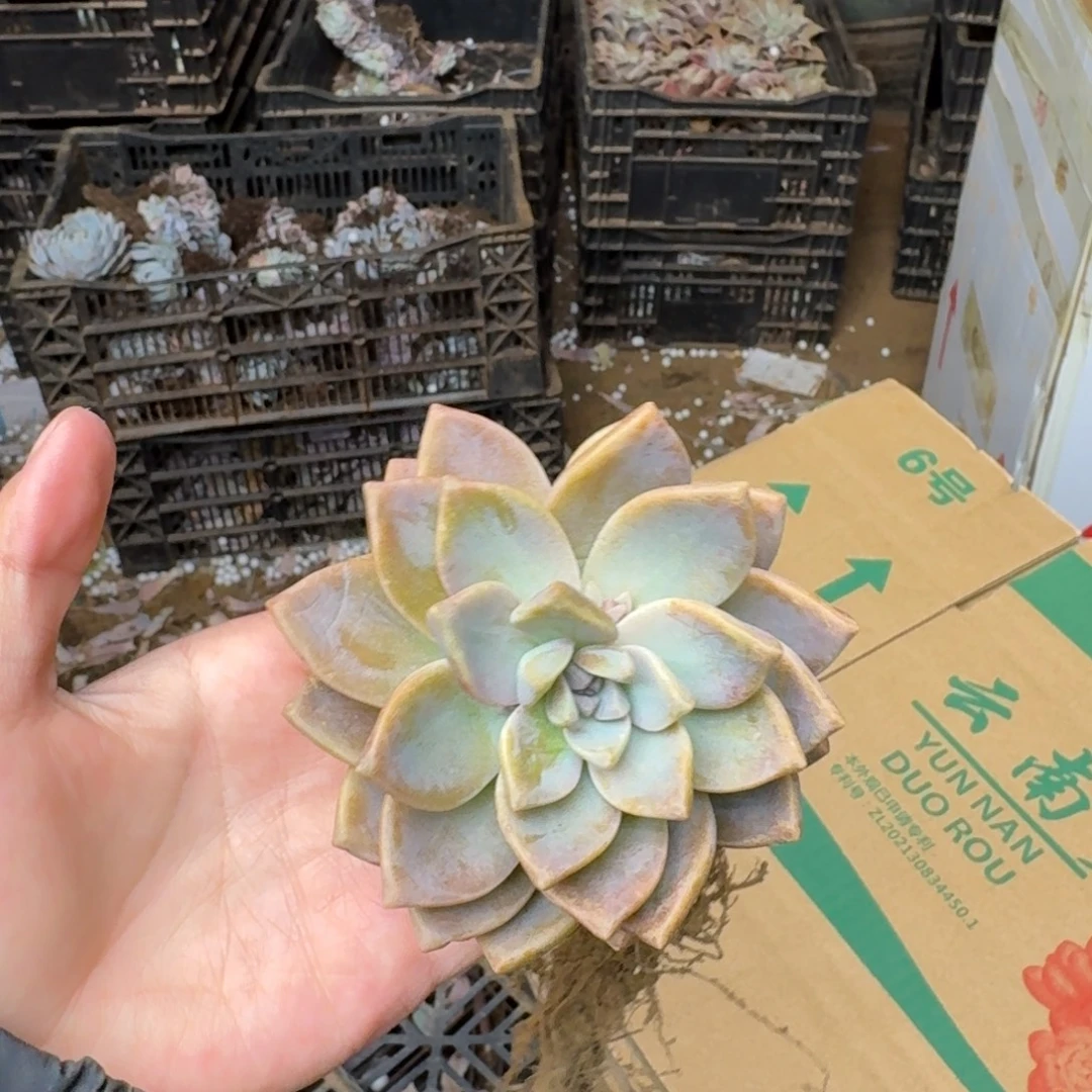 淡雪砍头 不包损10米
