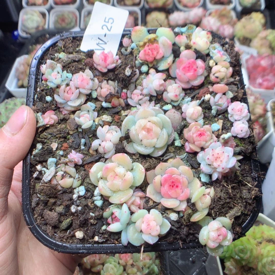 无花朵W25。  yyyyyyyyy