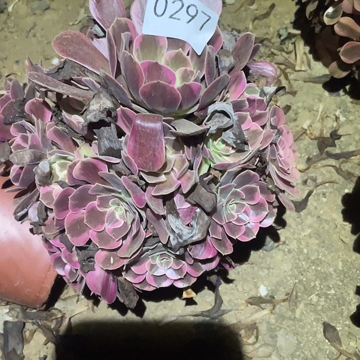 多肉植物法师297凤冠