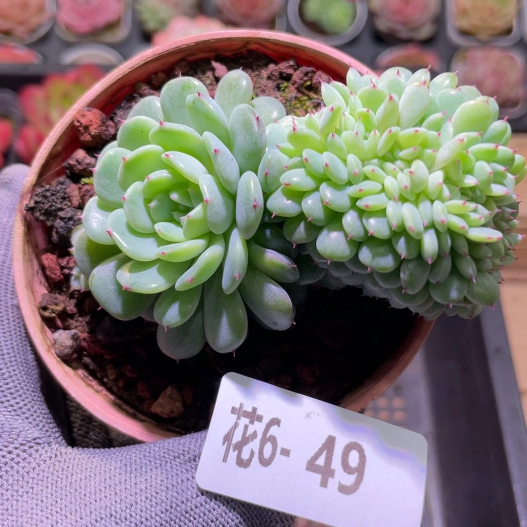 花利美6-49哈尼缀化