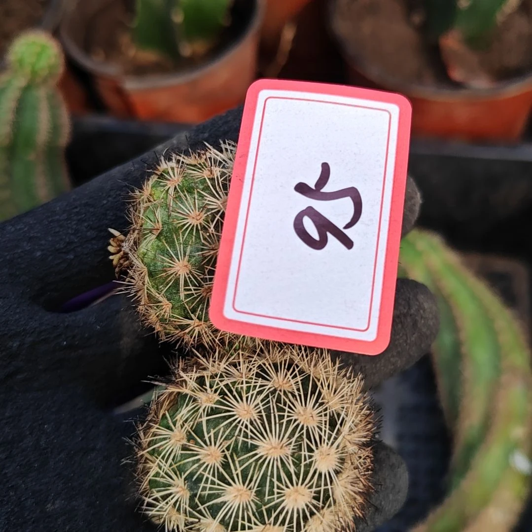 为***博锦照虾2个侧芽福95