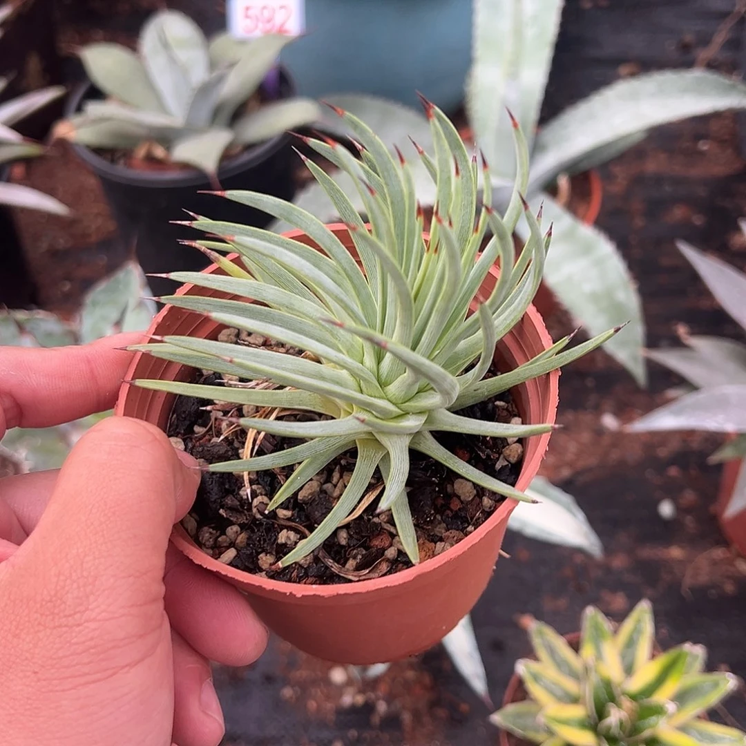 绿姬吹上龙舌兰系列