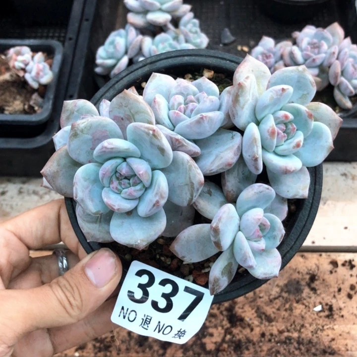 星影石榴籽福利出咯 337