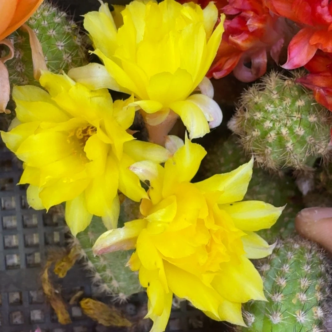 23白檀白5无根侧牙一个，20包邮