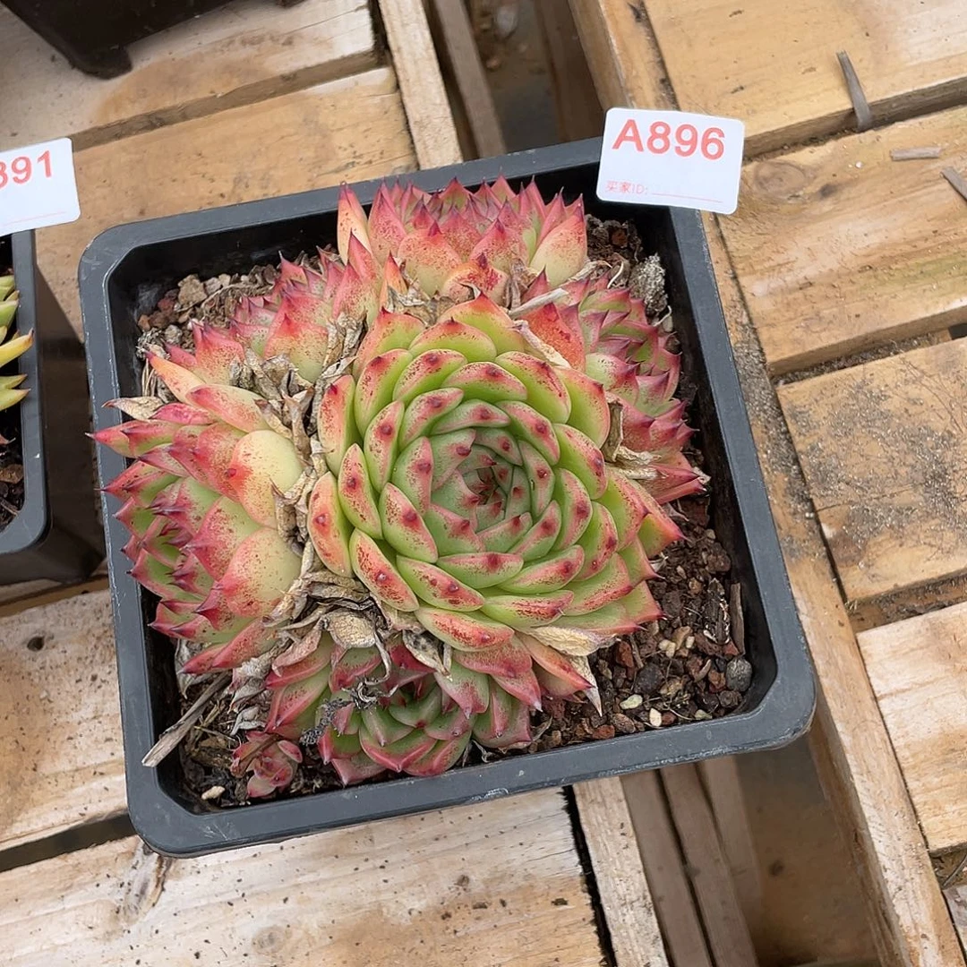 若如东云组拍A896