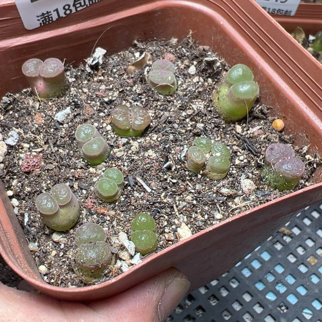 【闪购商品】 152。