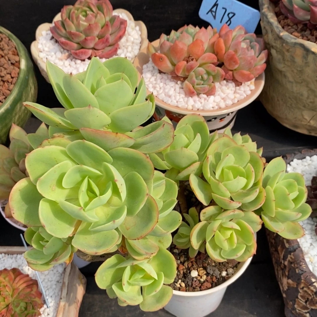 碧桃多肉植物盆栽
