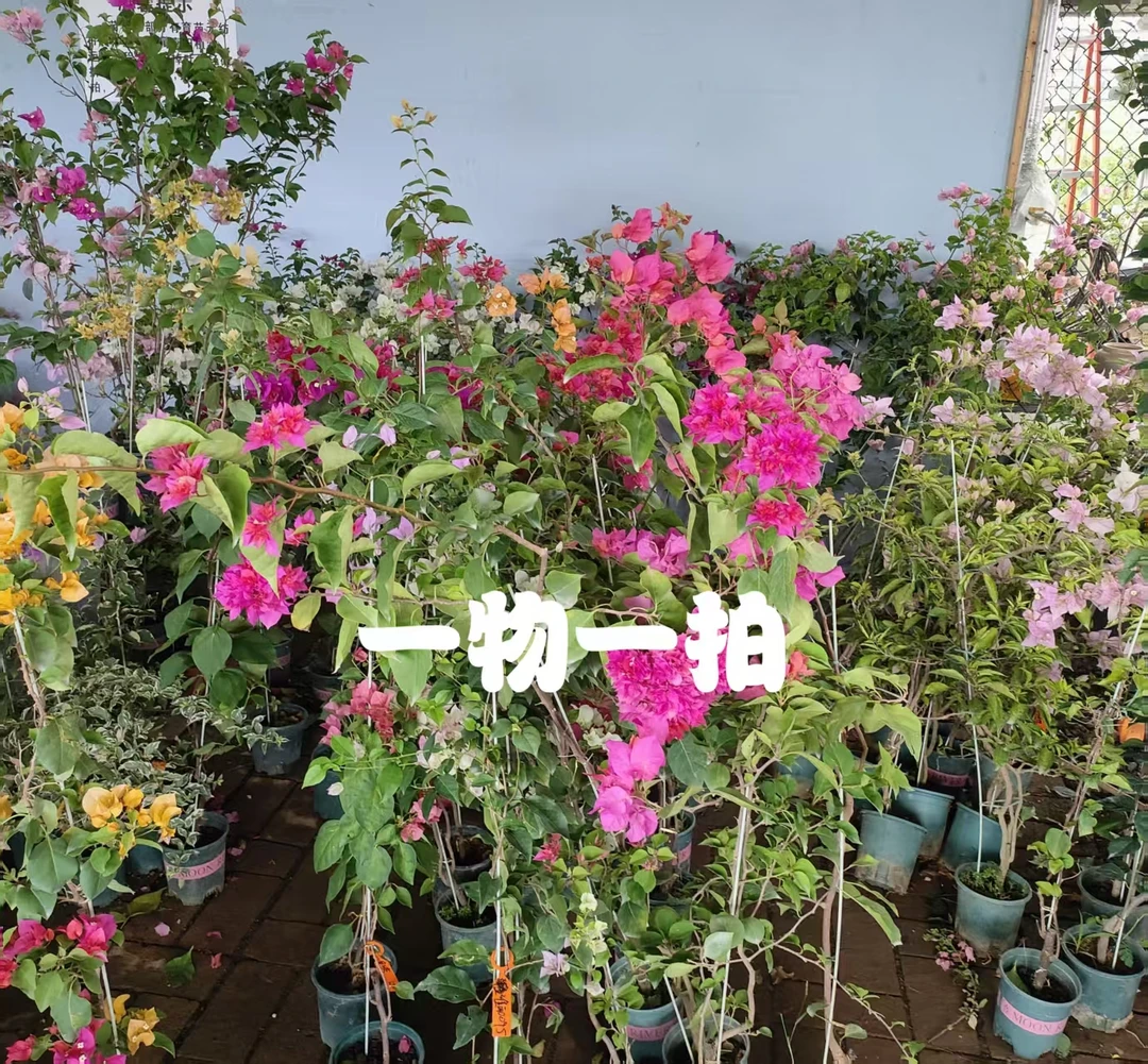 三角梅原生高飘,一物一拍(运输过程中落花落叶甚至光杆，介意勿拍)
