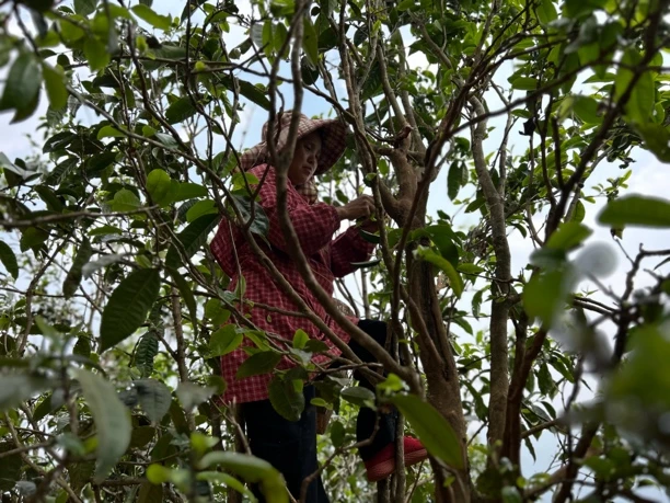 冰岛地界2025年 春茶 中大树 100克