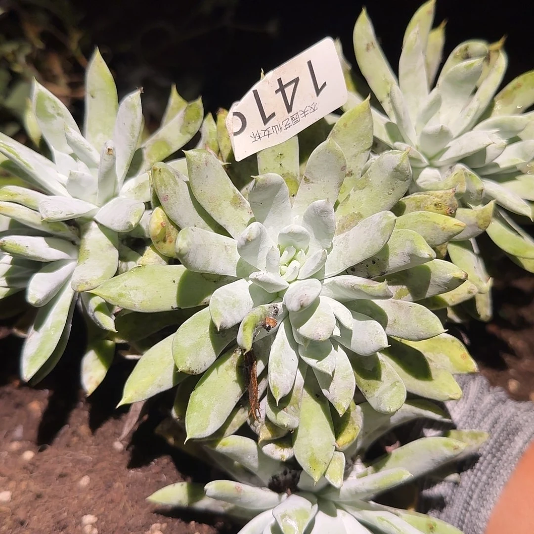 阿金尼小女杯多肉福利