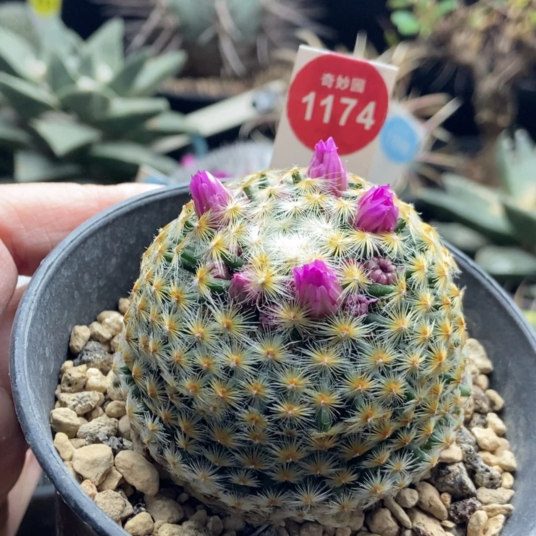 佛头明星5.5cm一棵仙人球