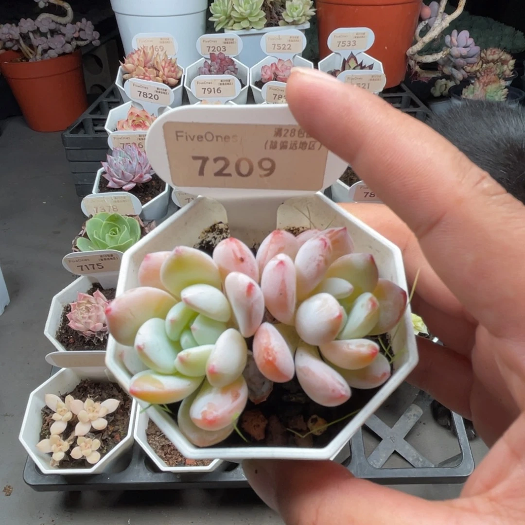 7209冷香 5.0厘米