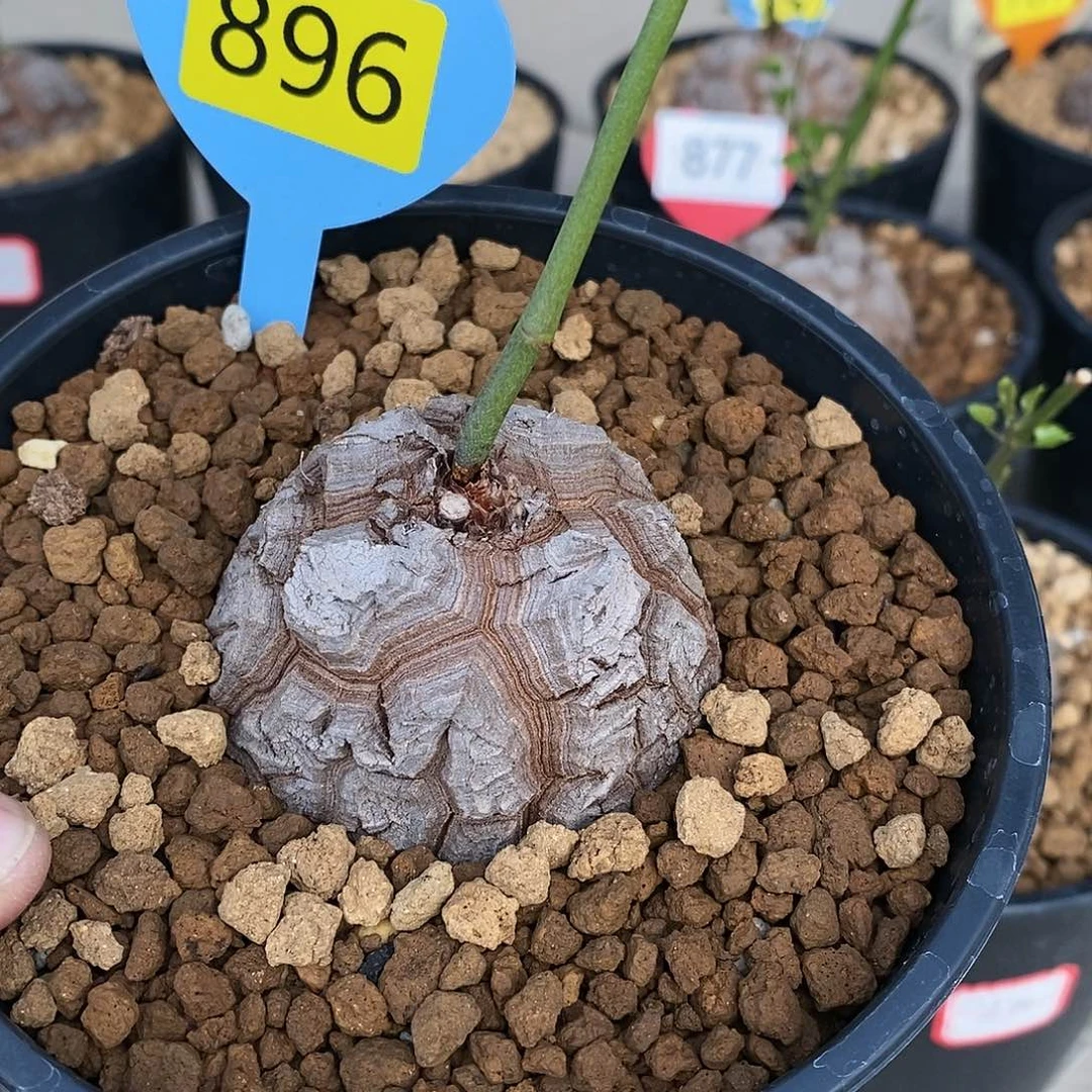 南非龟甲龙龟甲龙