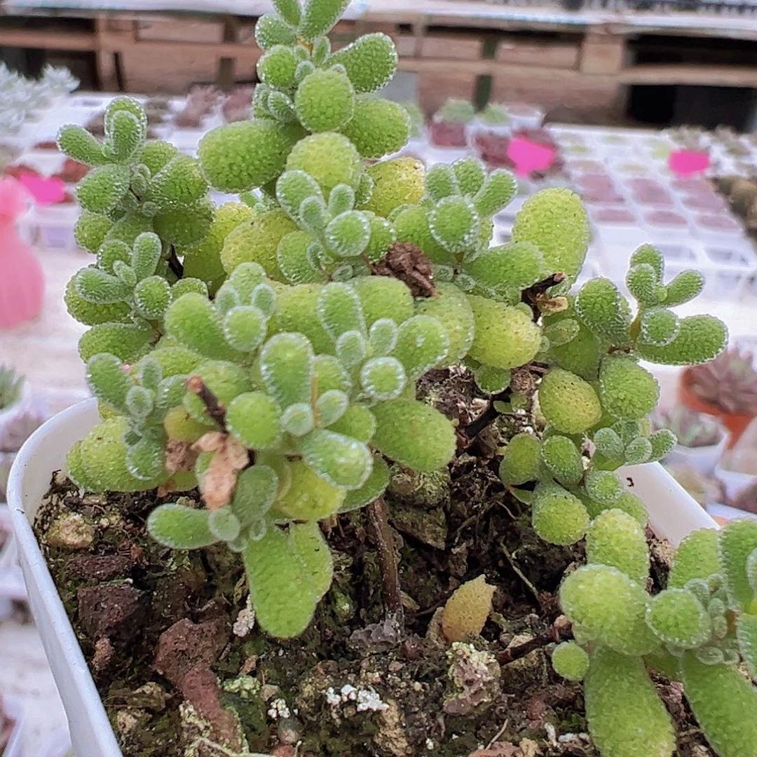 翡翠枝干19包邮多肉