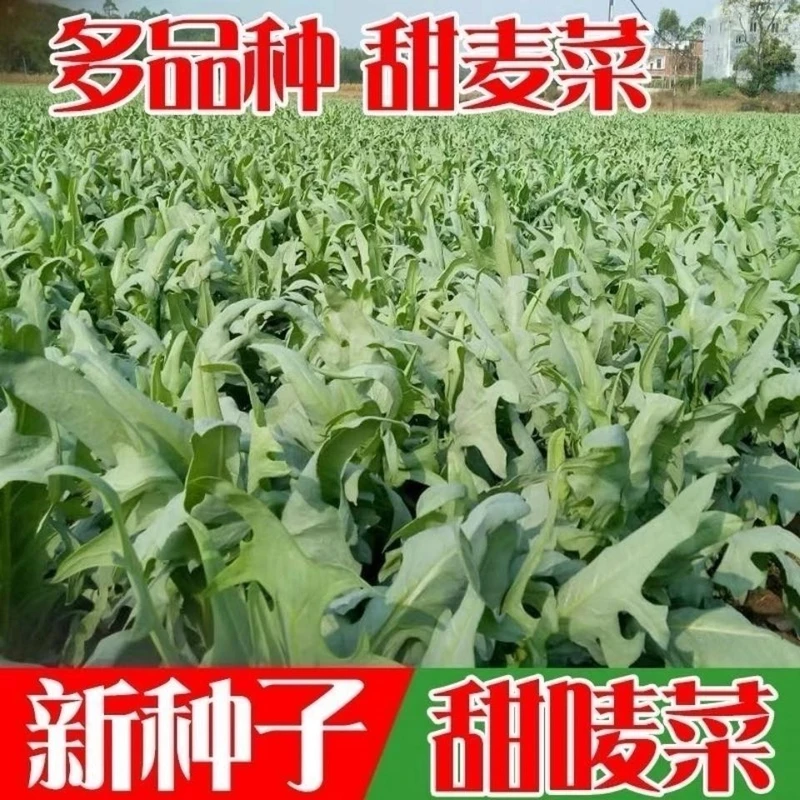 正宗广西博白甜脆麦菜种子 各种甜麦菜 花叶圆叶大叶甜唛高州苦麦