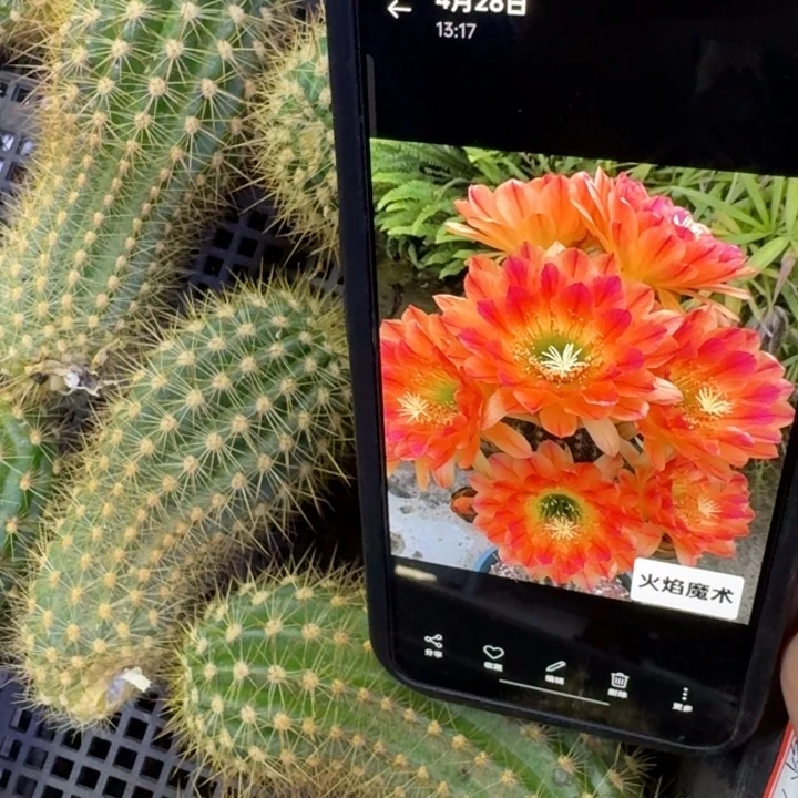 245毛花柱火焰魔术歪5公分左右无根侧牙，20包邮