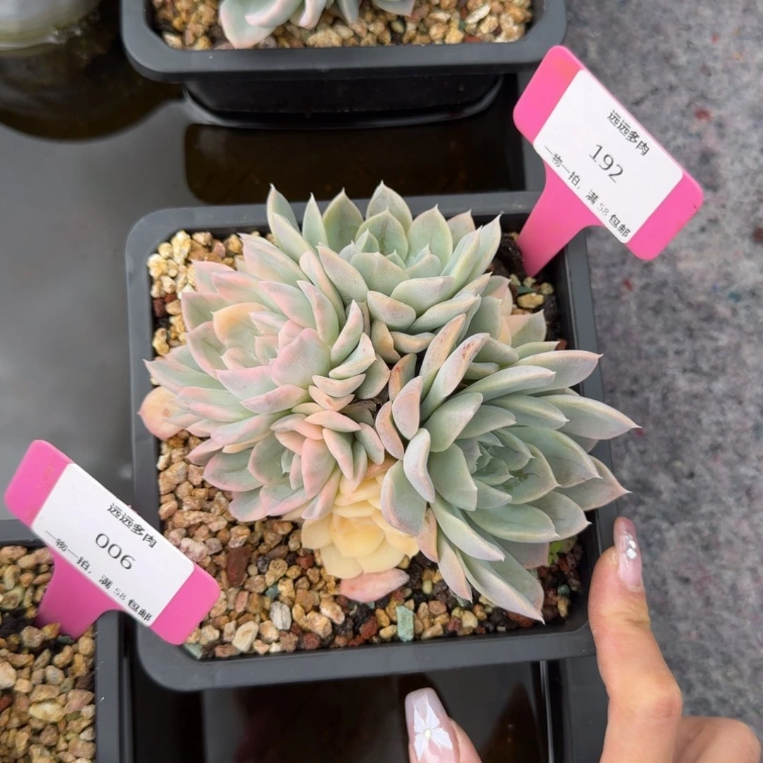 192雪球锦肉肉肉肉肉