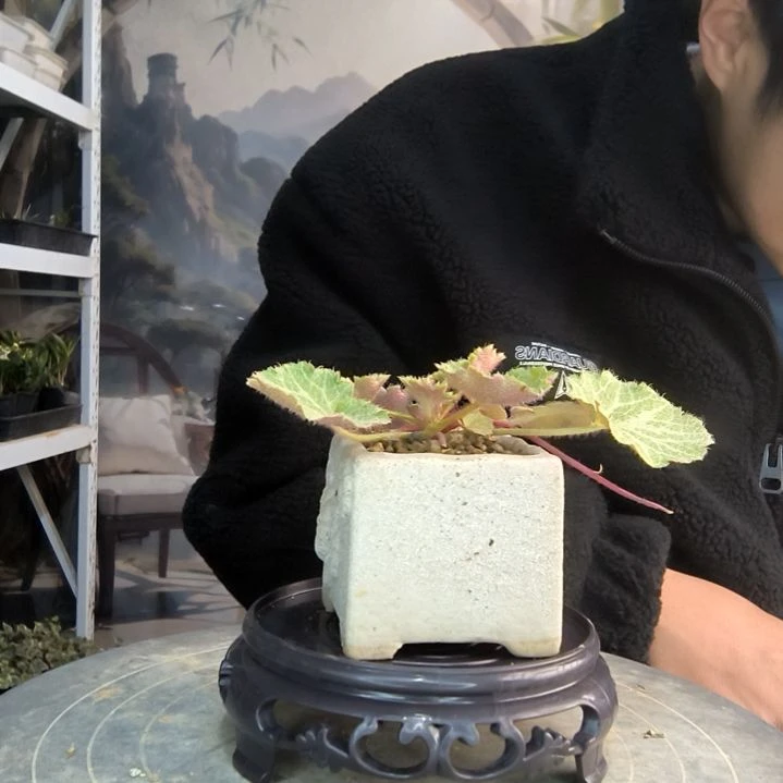 哆**萌小盆景小植物一物一拍221