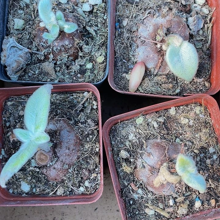 断崖女王2.8带盆