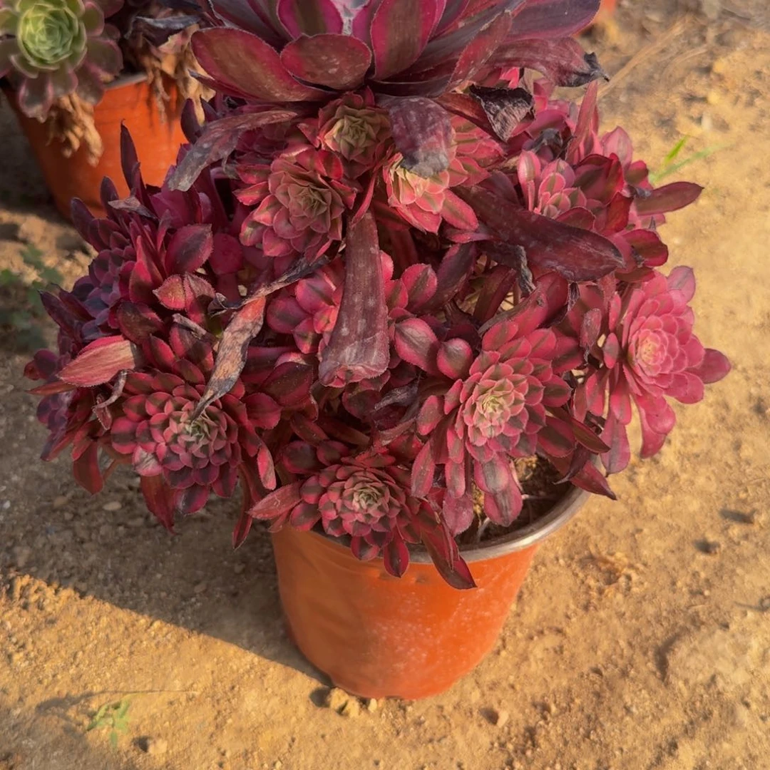 931铜白。多肉植物