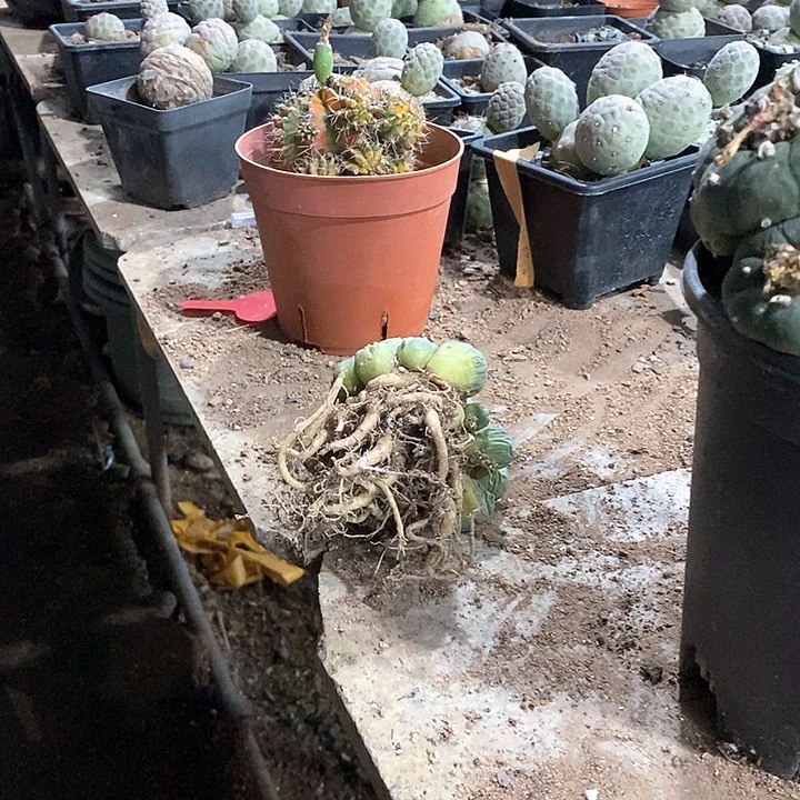 響4号草球。