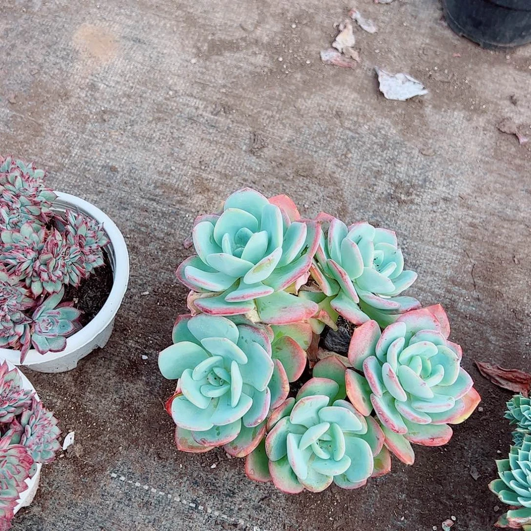 白月光多头群生老桩特价