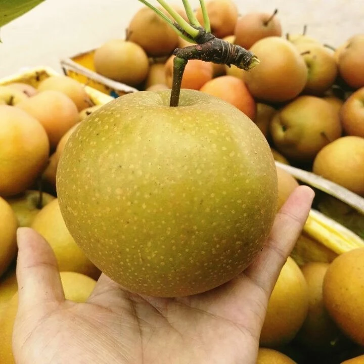 顺丰包邮9斤正宗黄花梨南通产地直发当季大梨子水果