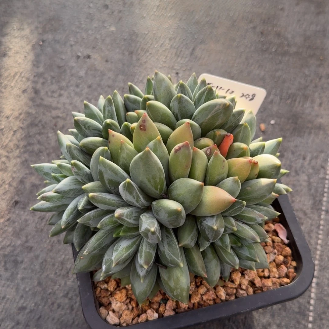 2025-11-10一物一拍重楼大群248