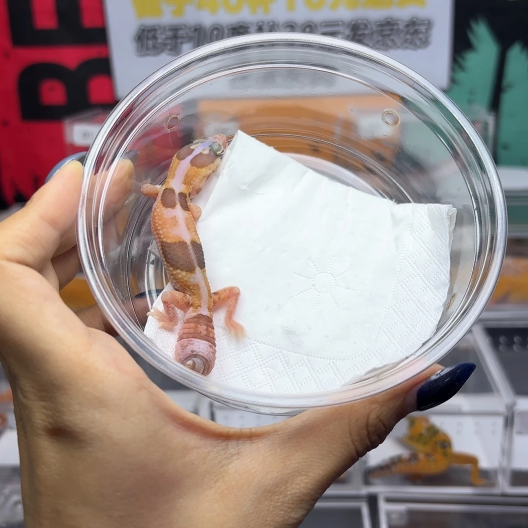 肥尾守宫奶橘直线母温R018