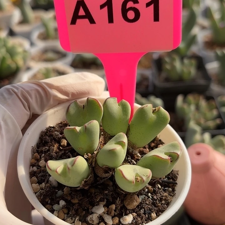 苹果手机在家里了么