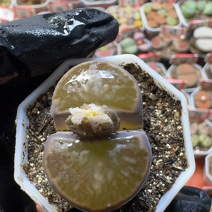 波***咪生石花2/：：：。  31号