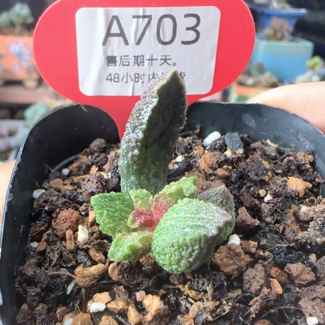 福利。    703。     9