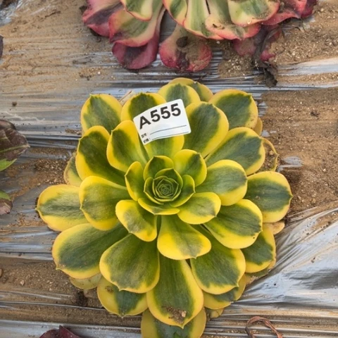 多肉植物香炉盘锦