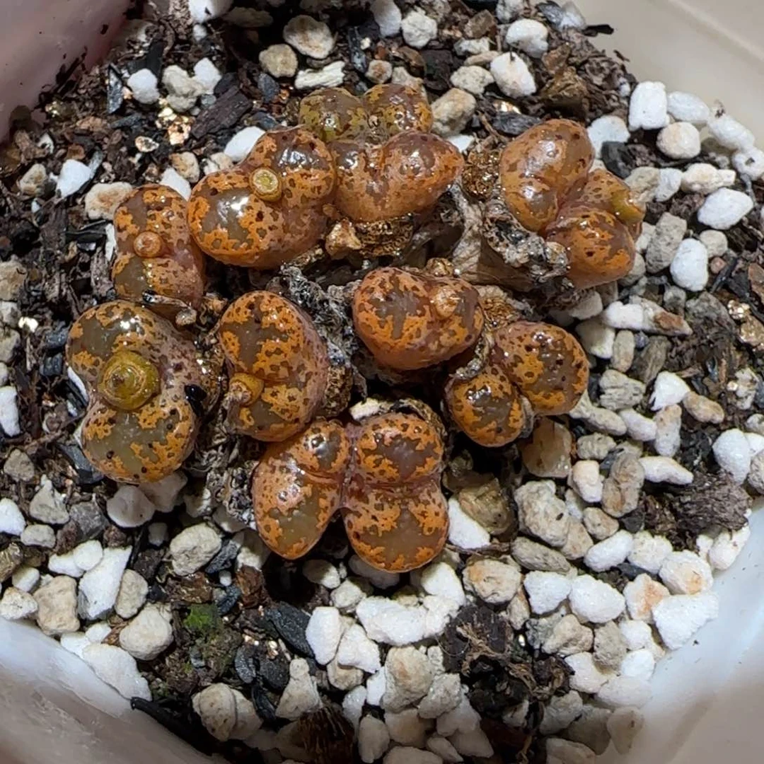 肉锥多肉植物百科-勋章1076