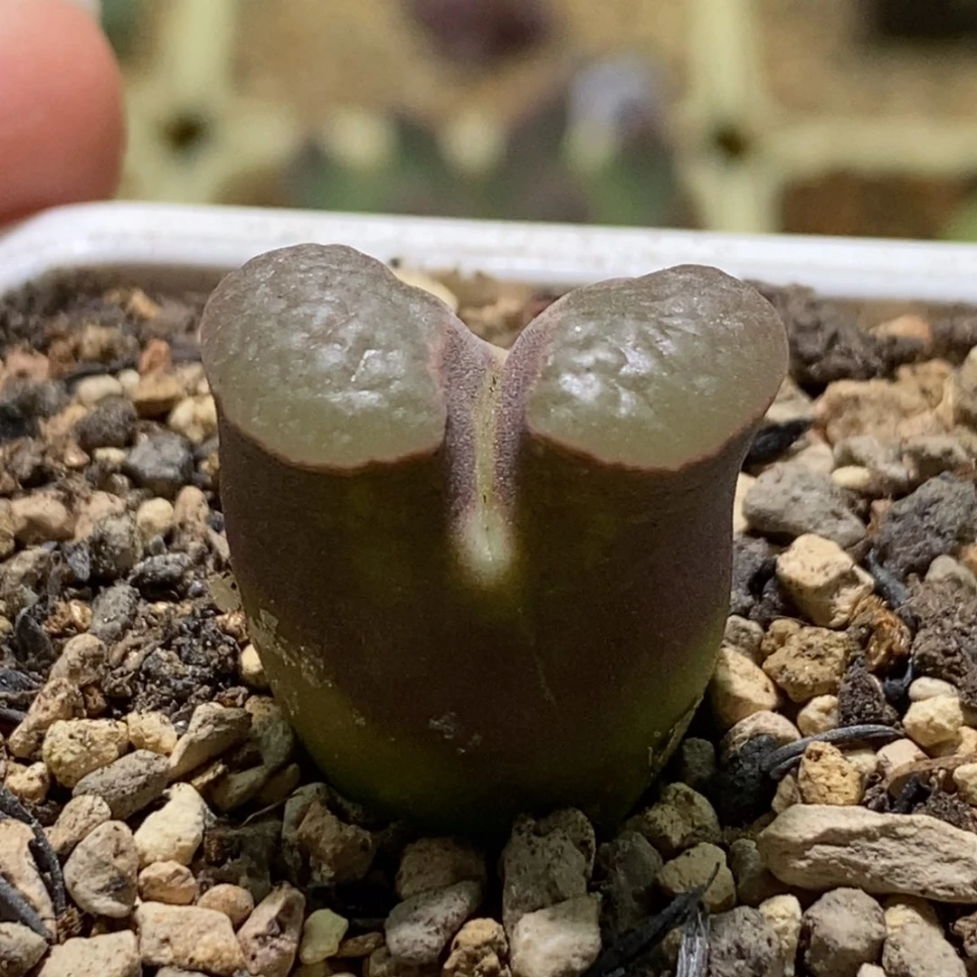 黑体粉白窗磁铁一颗