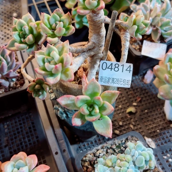 幸运的是我还在努力地
