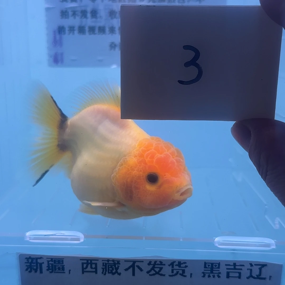 金鱼腾川优宠金鱼专拍