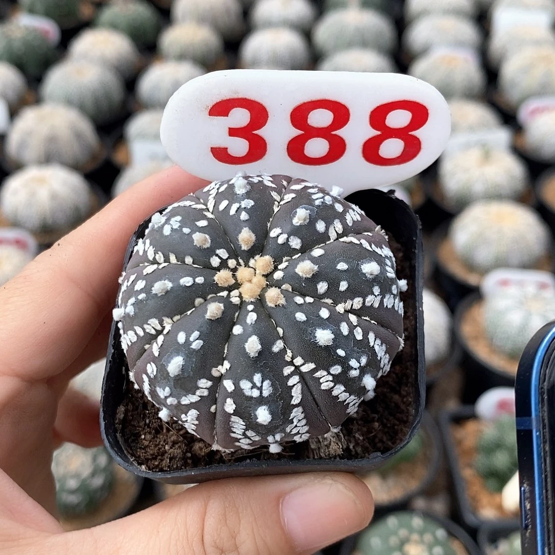 388兜系列产品福利