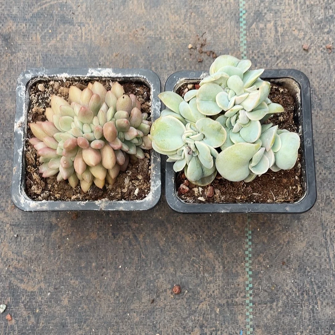 桃花源缀组可爱玫瑰缀有切繁殖