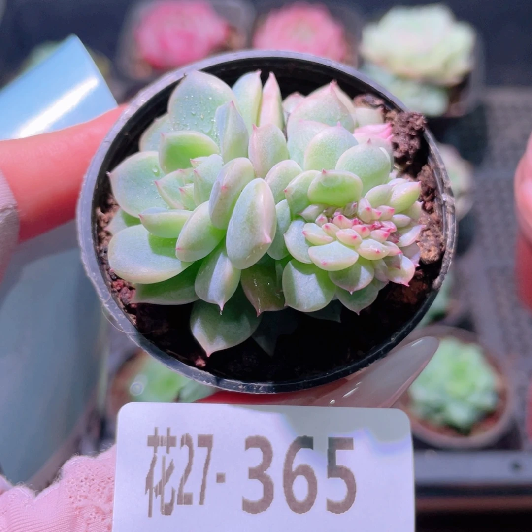 花利美27-365新品缀化