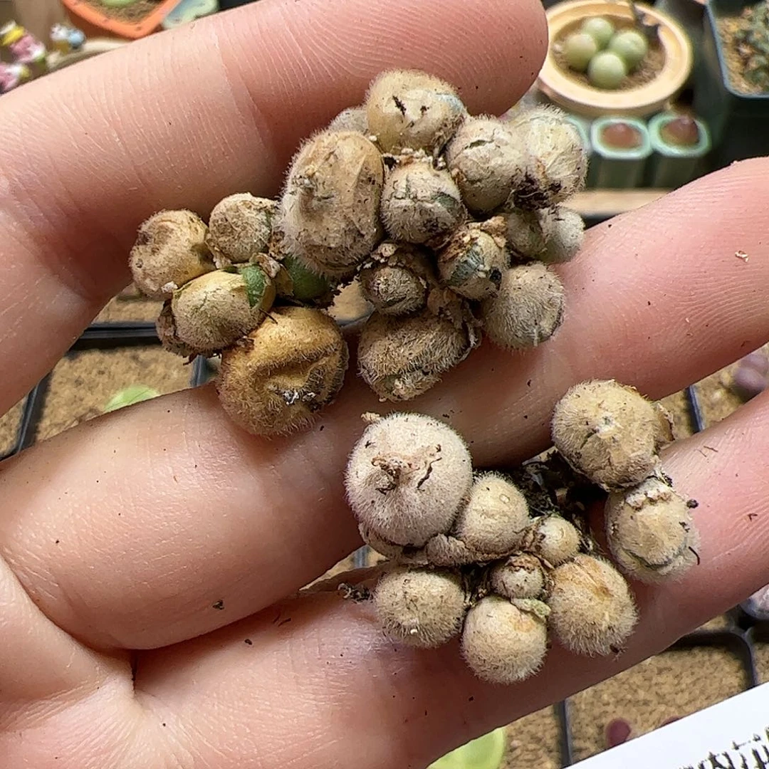 【闪购商品】115 开播福利